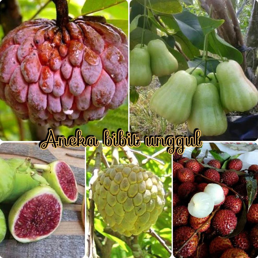 Bibit Buah Paket 5 Bibit Srikaya Jumbo-Srikaya Merah-Buah Tin Hijau-Leci Merah-Jambu Madu Deli