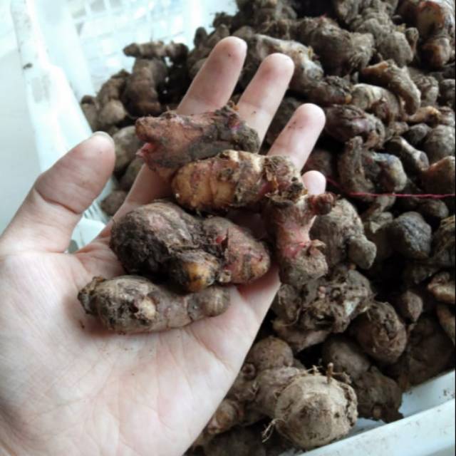 JAHE MERAH SEGAR TERMURAH kualitas super ukuran kecil-kecil
