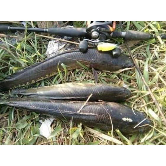 [Original] SOFT FROG UMPAN CASTING IKAN GABUS