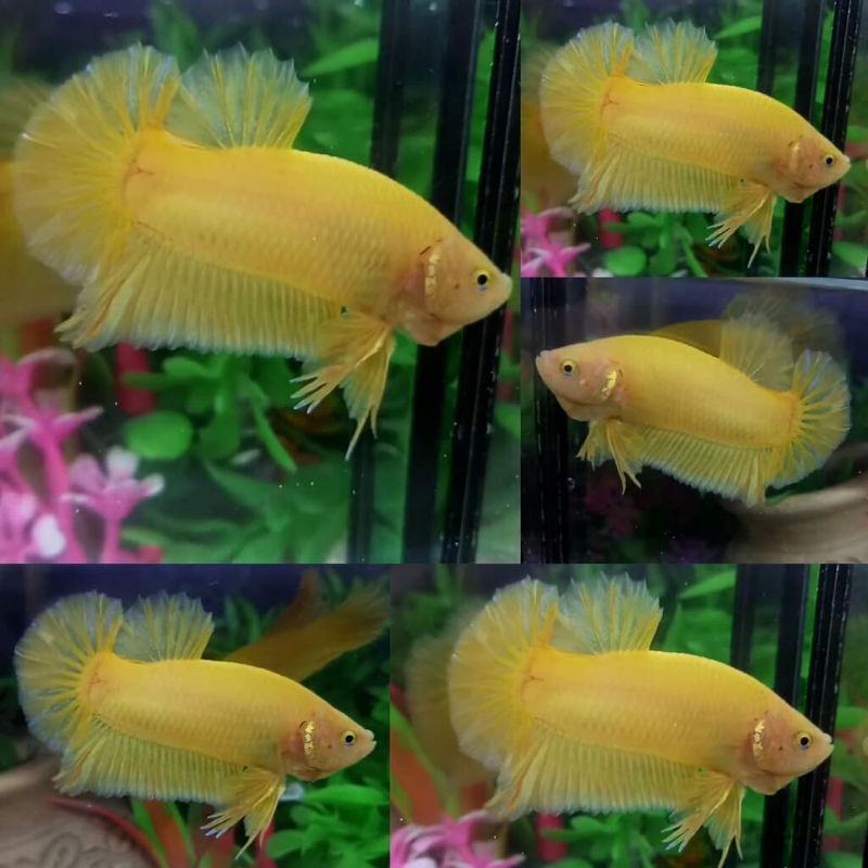 

IKAN CUPANG YELLOW SOLID
