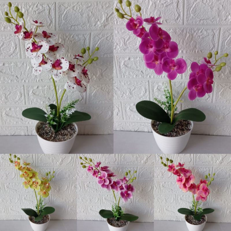 Bunga anggrek Lateks pot 12 cm tinggi +/-38 cm