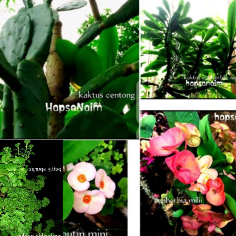 Tanaman Kaktus Centong Euphorbia Milii bunga oranye krem Neriifolia Naga 20-35cm