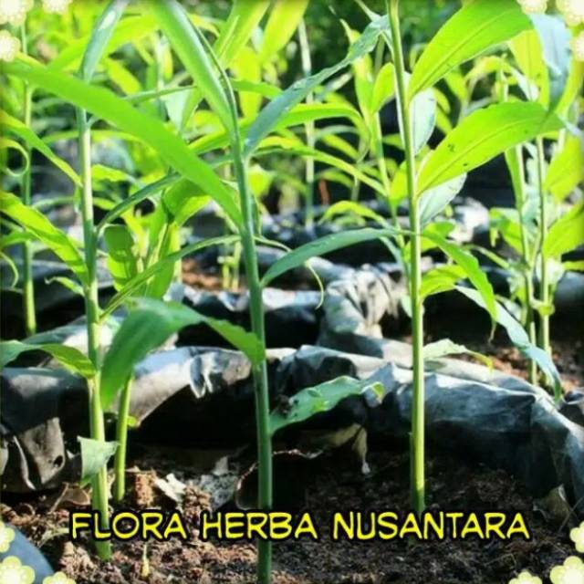 Bibit jahe merah siap tanam