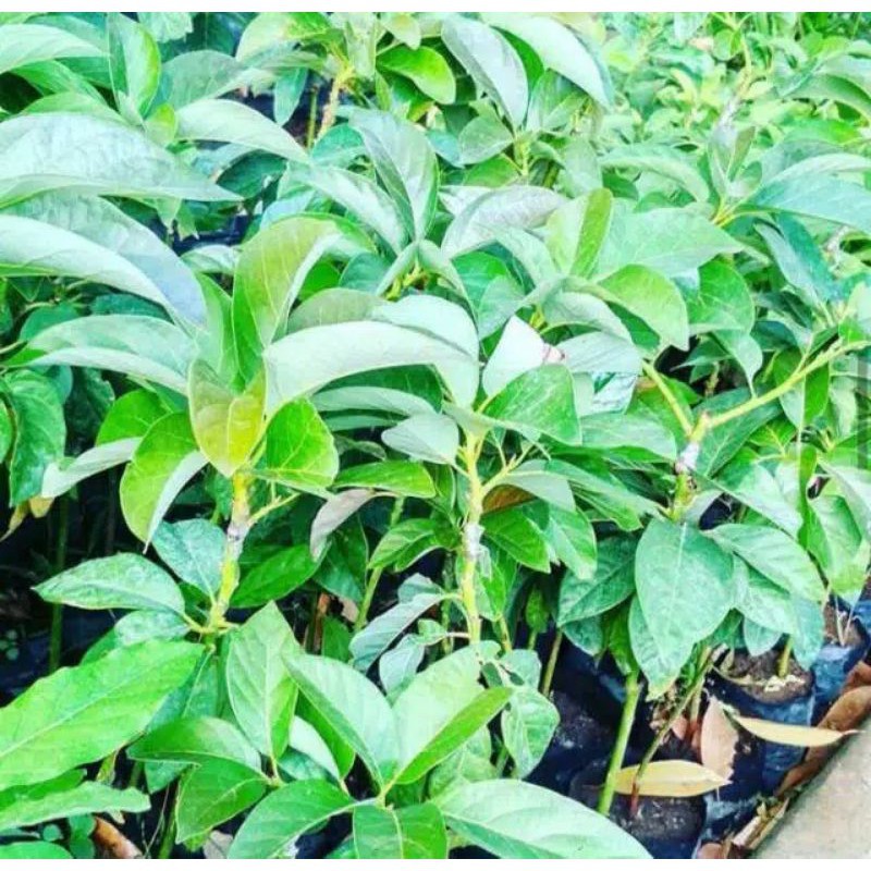 bibit buah tanaman alpukat yamagata