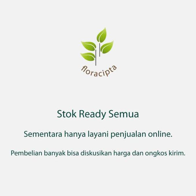 New Pohon Gowok Bibit Tanaman Buah Gowok Mulai Langka App