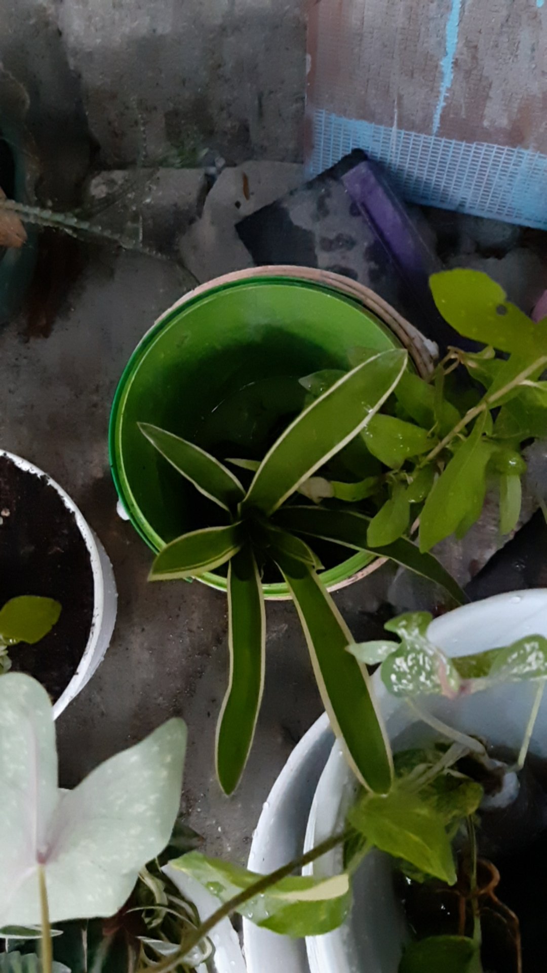 Tanaman Hias Philodendron Jari