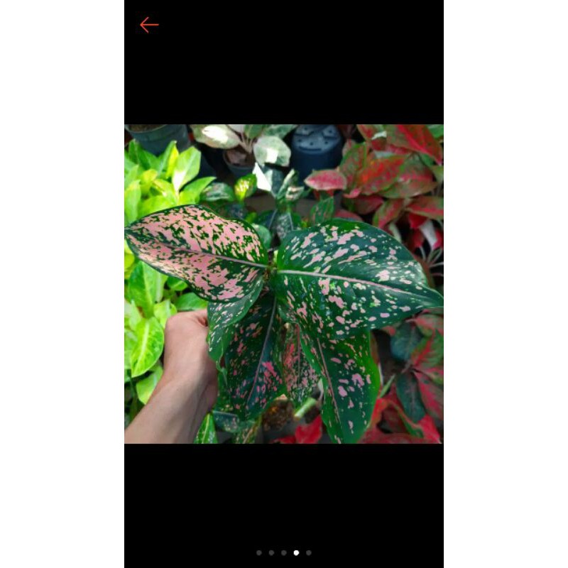tanaman hias aglonema pink diamond / Siti Nurbaya
