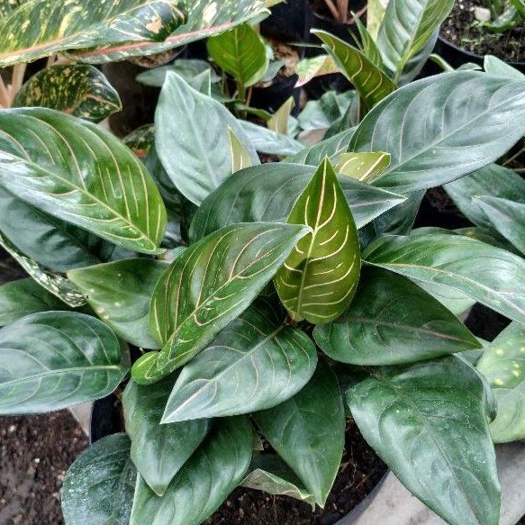 AGLONEMA ROTUNDUM TIGER / TANAMAN HIAS AGLONEMA ROTUNDUM TIGER