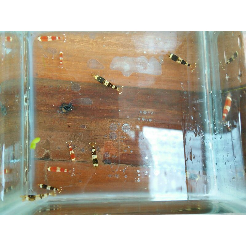 hiasan aquarium  hias redbee hiasan aquarium