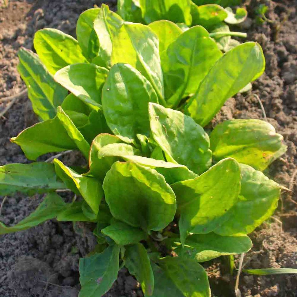 Benih Bibit Biji - Sorrel Green (Rumex acetosa) Salad Leaves Seeds - IMPORT