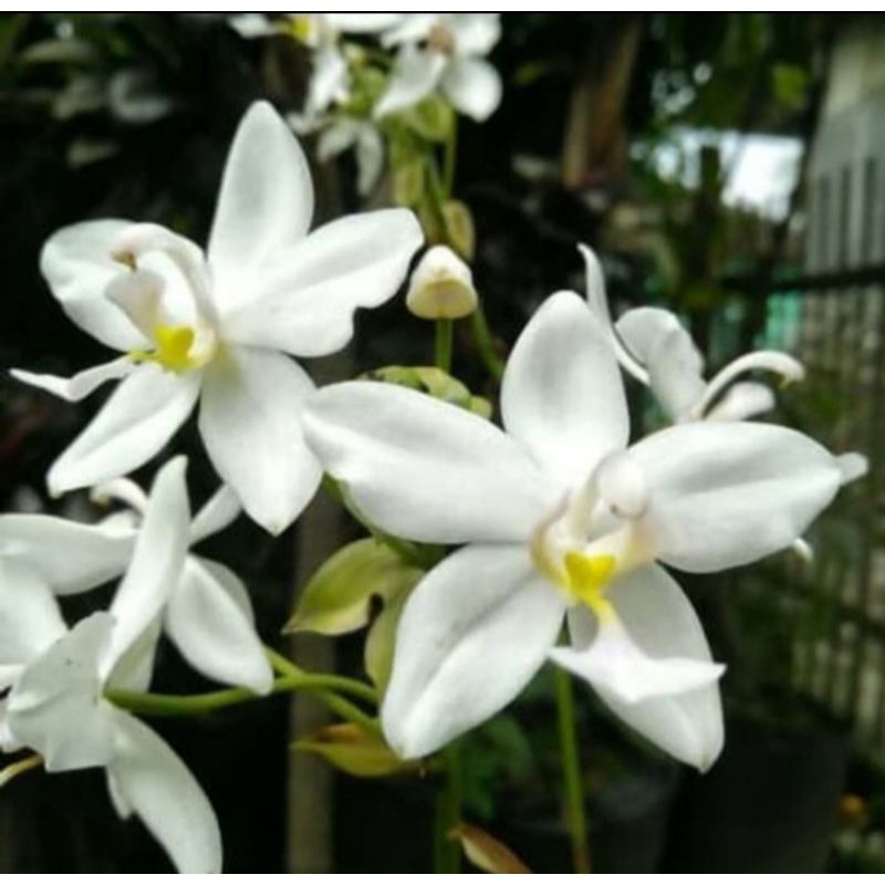 tanaman hias anggrek tanah kembang putih