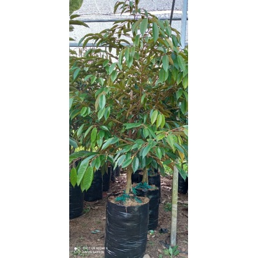 Bibit tanam buah durian bawor batang besar.Tinggi  2 meter