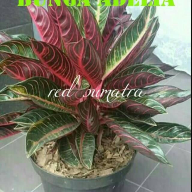 Bibit aglonema red sumatra