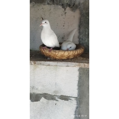 perkutut bangkok putih kapas satu ekor cowok