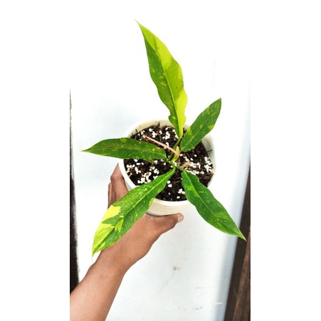 philodendron Ring of fire Varigata