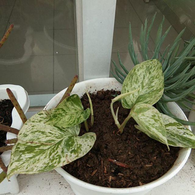 Sirih Gading Varigata /epipremnum Scindapsus Aureus Marble Queen