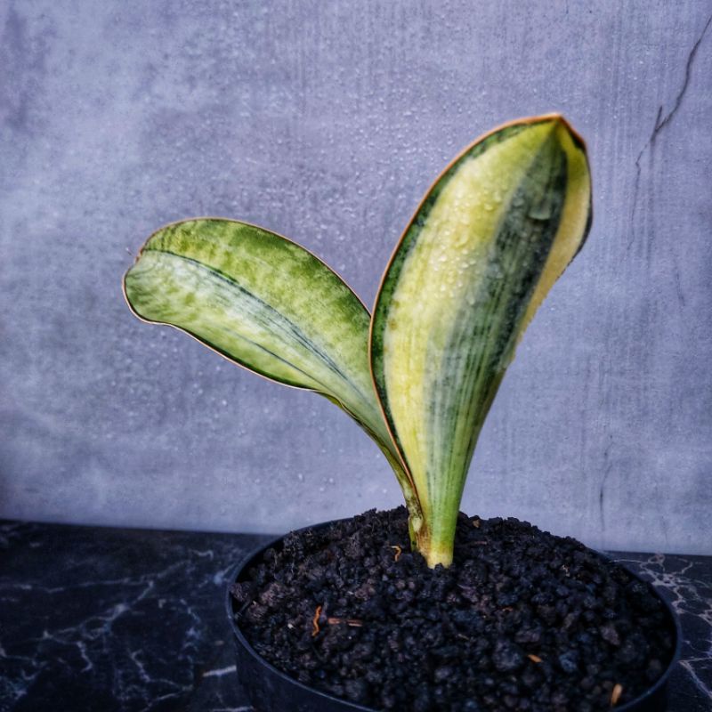 Sansivera Masoniana(Giant) Varigata Putih #02