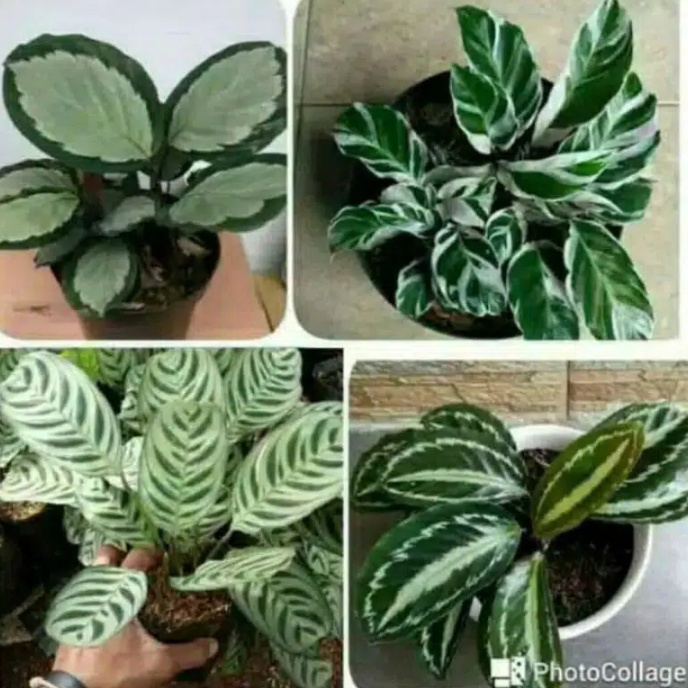 

Paketan Calathea 4 Macam