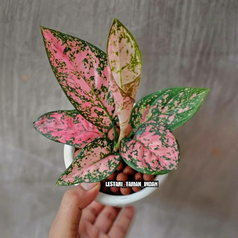 aglonema ruby bibit tanaman aglonema ruby pink