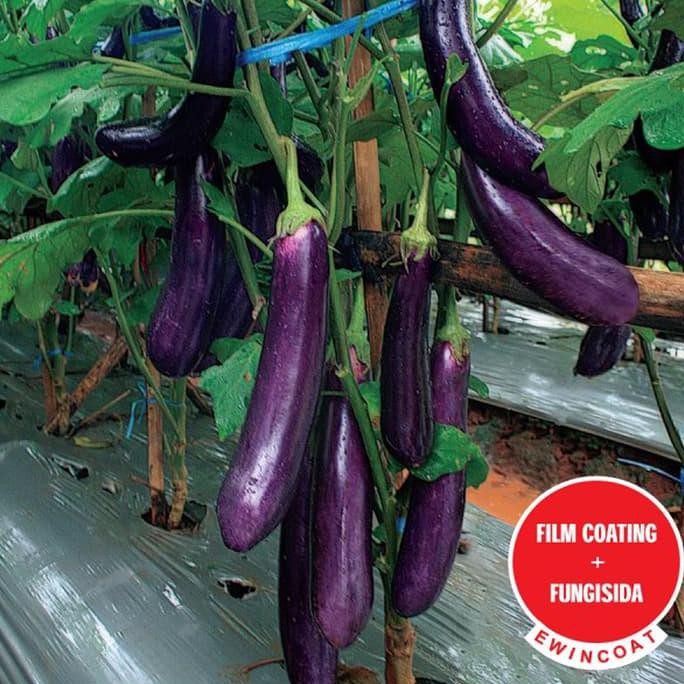Diskon ( Isi 50 ) Bibit Benih Tanaman Terong Ungu Laguna F1 Ayo Beli