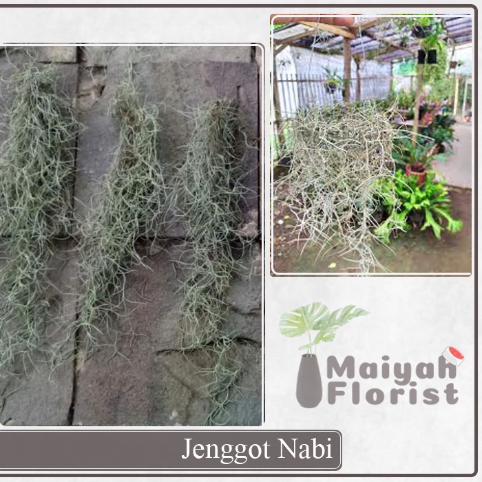 Jenggot Nabi - Spanish Moss Tilandsia - Tanaman Hidup