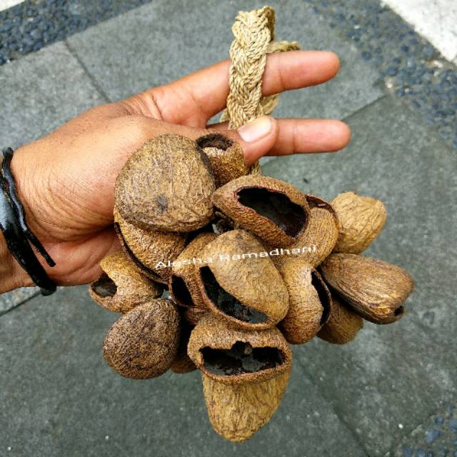 Alat Musik Perkusi Marakas Kluwek Rencek