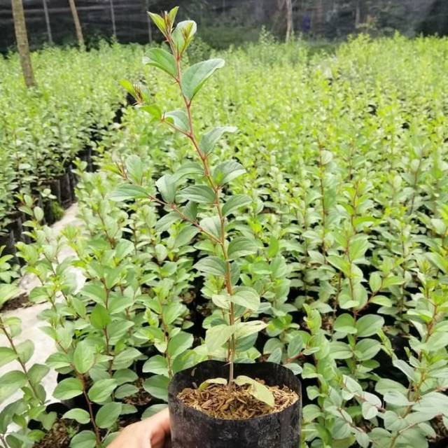 Bibit Tanaman Daun Bidara ( Ziziphus mauritiana) tanaman BERGARANSI