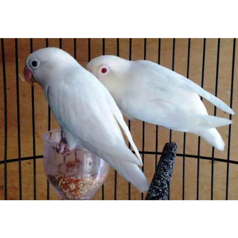 Lovebird Pastel Putih (PASPUT)