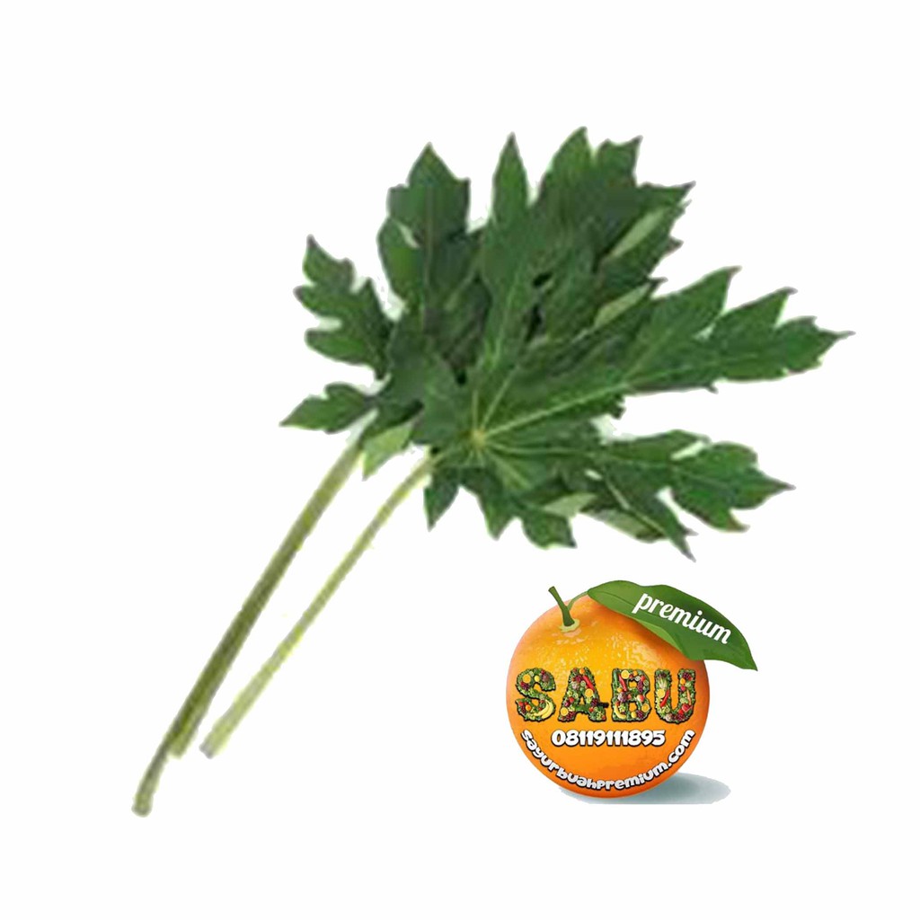 

Sayur Daun Pepaya Segar