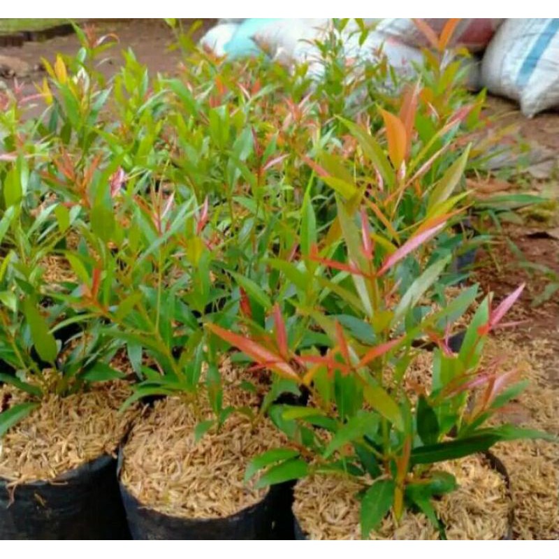 Bibit tanaman Pucuk merah -bibit Pohon pucuk merah