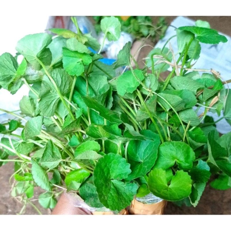 

daun pegagan atau antanan segar 500gr