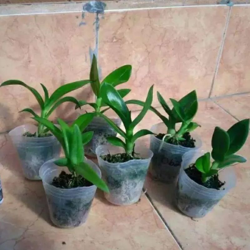 Seedling anggrek dendrobium tebu/tanaman hidup/bunga hidup/anggrek/anggrek seedling/dendrobium/bunga hidup murah