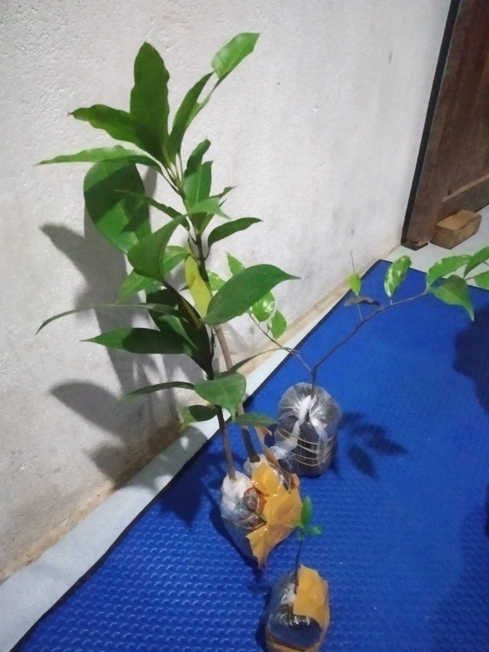 Bibit Mangga Gedong Gincu