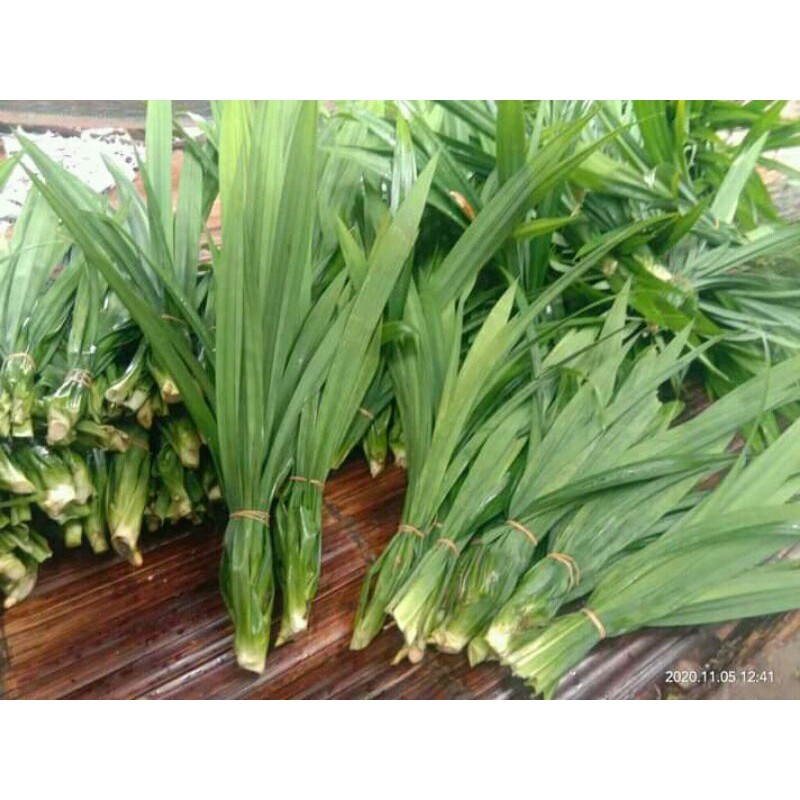 

DAUN PANDAN SEGAR PERIKAT