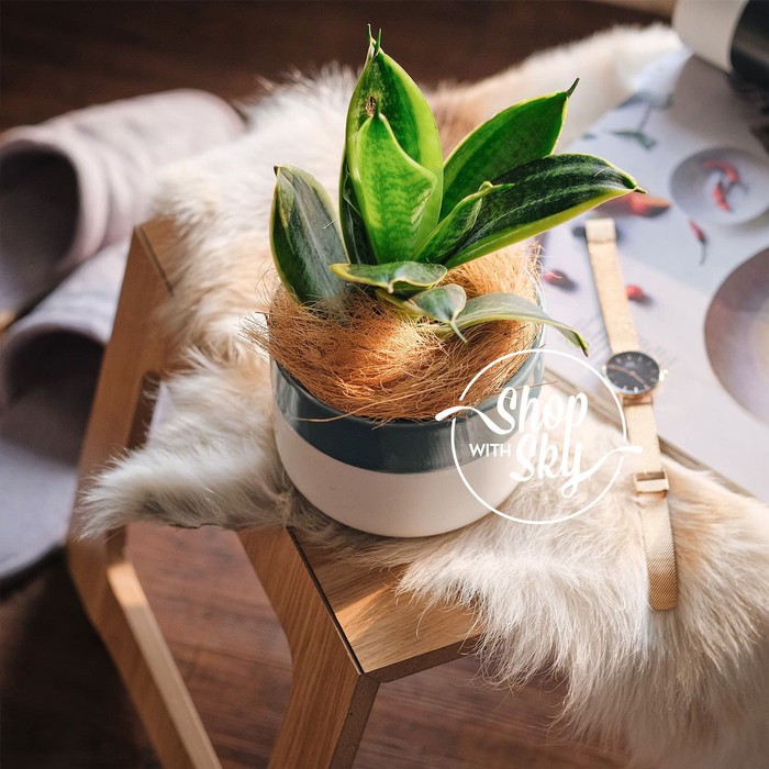 BABY SANSEVIERIA / LIDAH MERTUA MINI DI POT TANAMAN PEMBERSIH UDAR