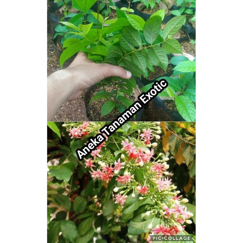 BIBIT TANAMAN RAMBAT BUNGA MELATI BELANDA ASLI