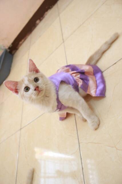 Dress ungu mix krem untuk kucing dan anjing lucu / baju kucing murah terlaris size S-XL