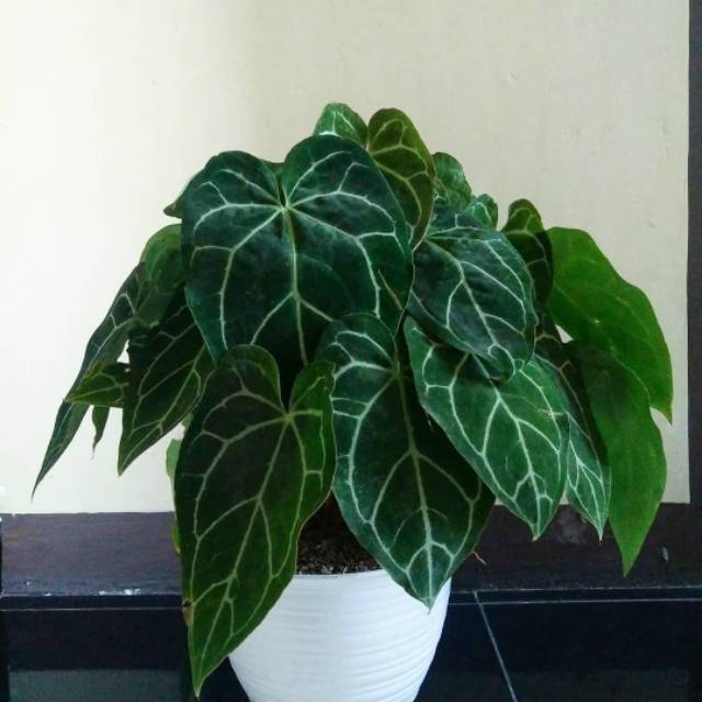 Tanaman Hias Anthurium Kuping Gajah Tanaman Hias Indoor Outdoor Tanaman Hias Shopee Indonesia