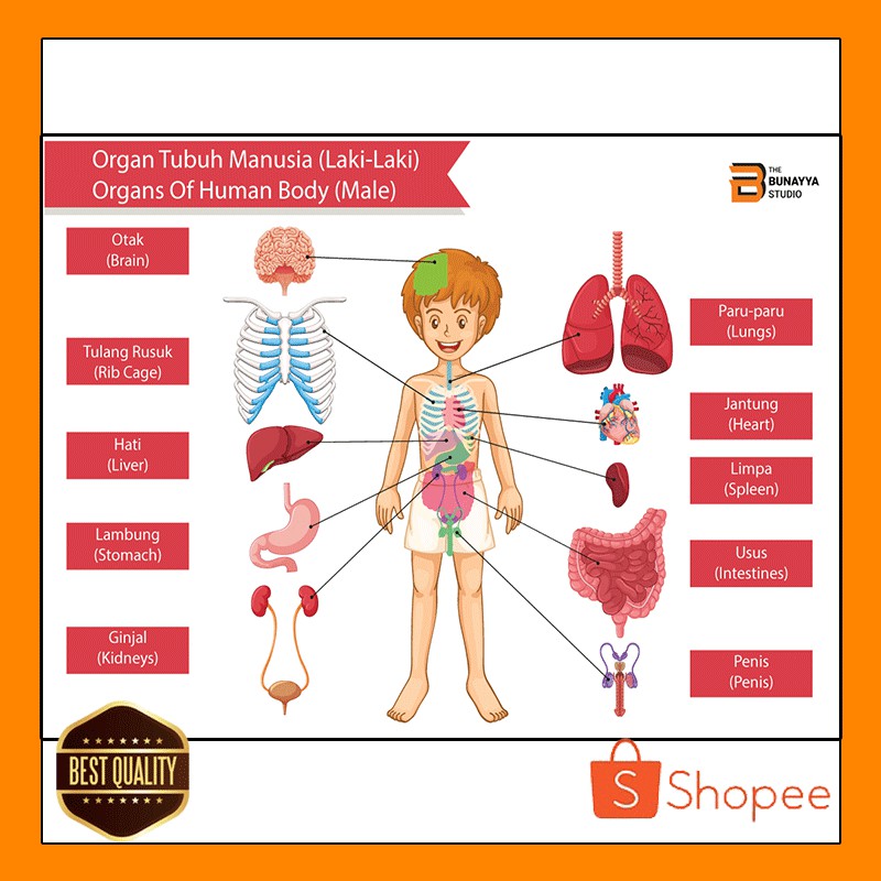 Jual POSTER BELAJAR ANAK | SERI ANATOMI TUBUH MANUSIA 02 | Shopee Indonesia