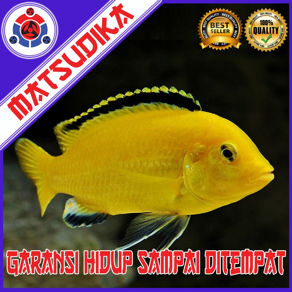 Jual Ikan Hias Lemon Electric Yellow Cichlid Aquarium Aquascape Garansi