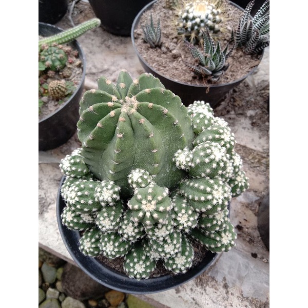 Kaktus kalimantan besar full pot 15 cm/kaktus ownroot/kaktus murah/tanaman hias/kaktus pasaman