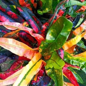 tanaman hias puring cakwe - bibit puring cakwe - tanaman hias puring - puring cakwe