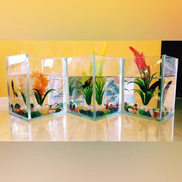 [PROMO] Paket Aquarium Mini lengkap Murah | Shopee Indonesia