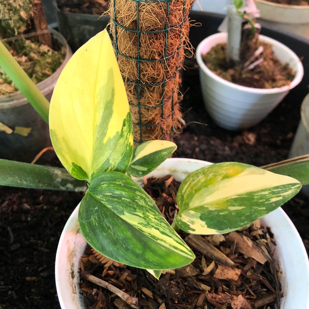 monstera standleyana varigata monstera standleyana variegata kuning