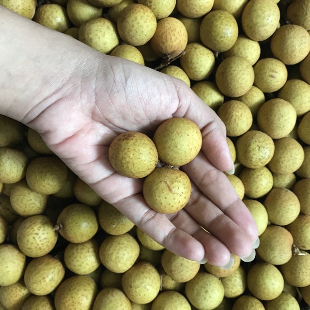 

Lengkeng Bangkok Emas Manis fresh