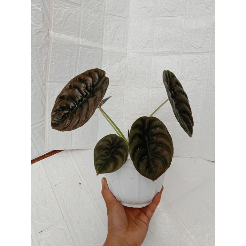 real pic alocasia cuprea dewasa