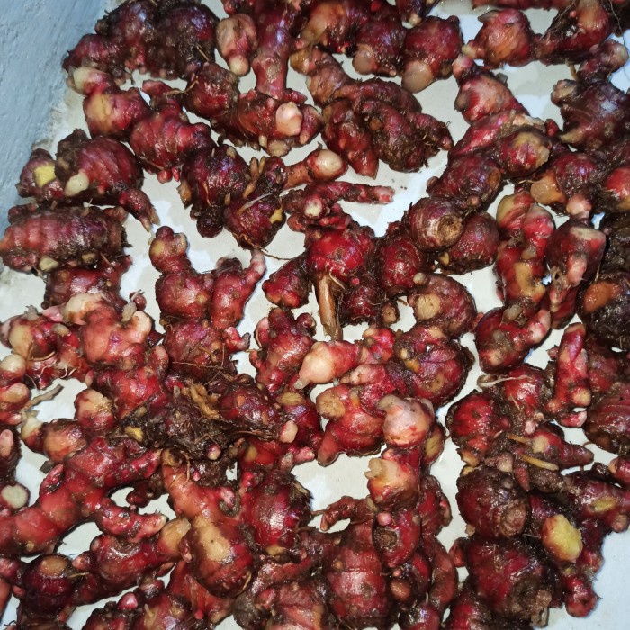 

tradisional-minuman- jahe merah bersih 1kg / jahe merah medan super segar tanpa tanah -minuman-