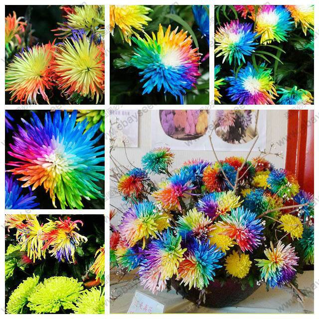 Benih Bibit Bunga Krisan Pelangi Import Shopee Indonesia Benih Bibit Bunga Krisan Pelangi Import Shopee Indonesia