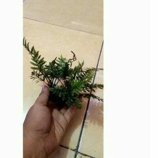 Pakis media wabikusa aquascape paludarium