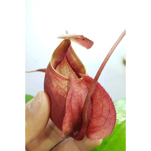 Nepenthes Hybrid Viking x Hookeriana Black Miracle